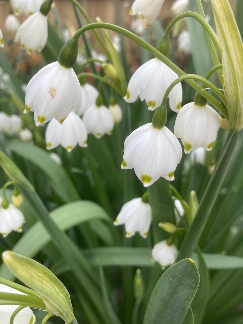 Leucojum aestivum Summer Snowflake Potted Bulb to Plant at Any Time of Year Free UK Postage image 1