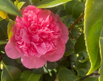 Camellia 'Debbie' (30 cm height) Free UK Postage