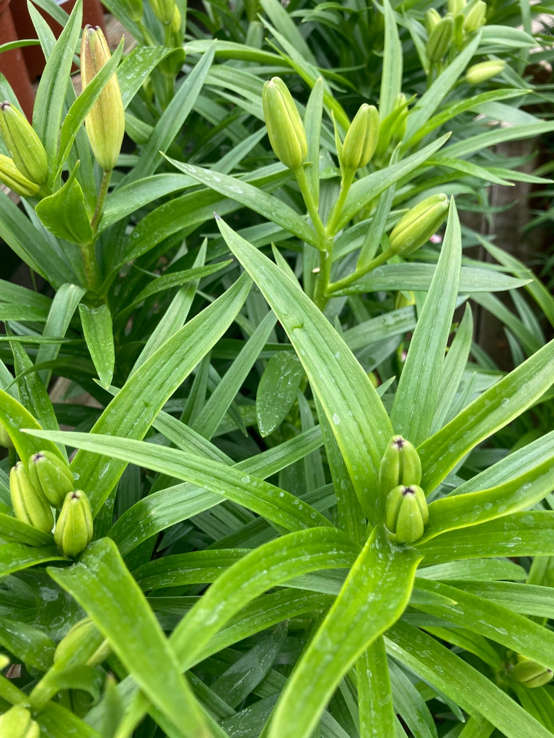 Lilium LA Hybrid 'pavia' yellow Lily Bulbs to Plant Yourself free UK