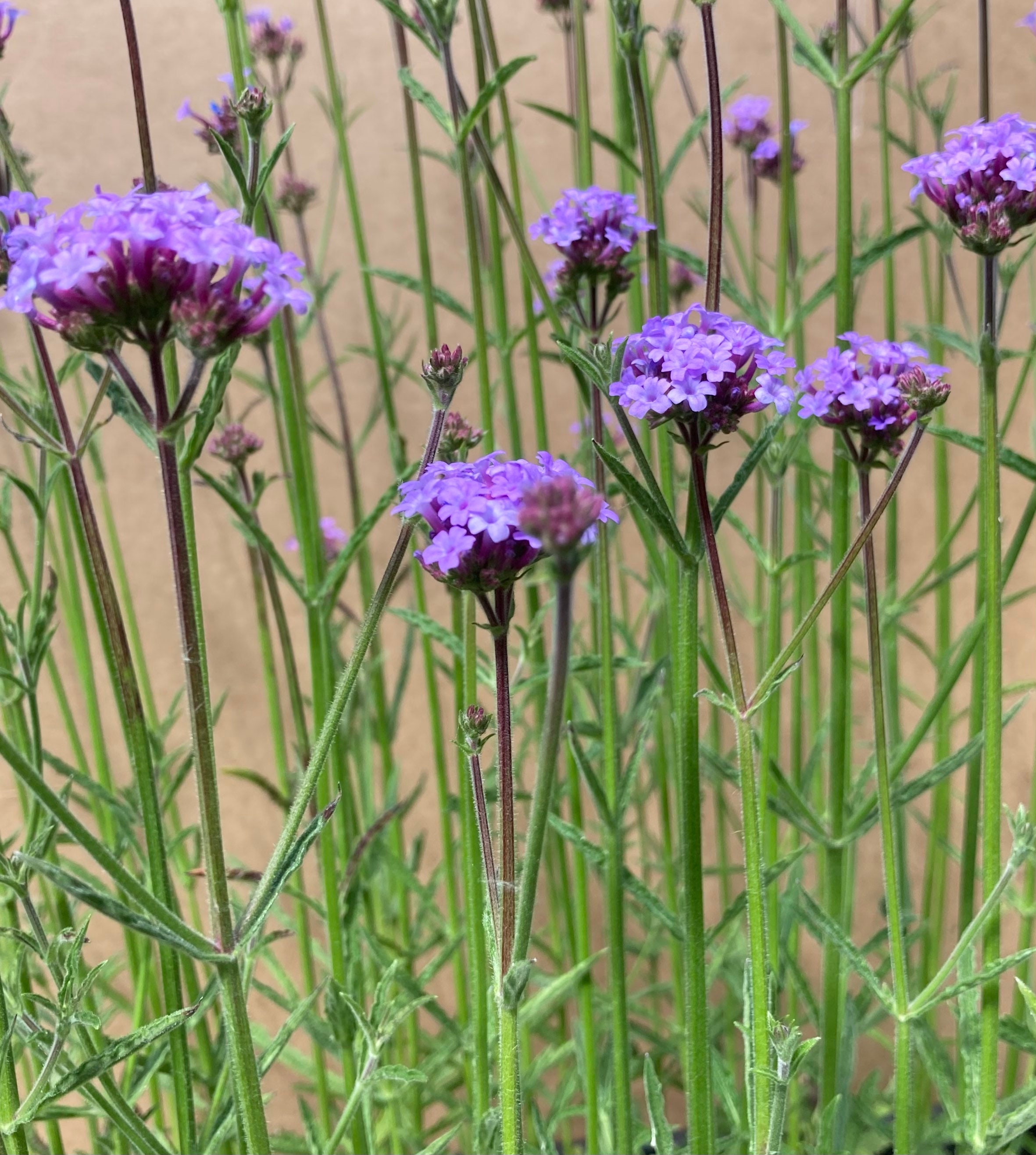 Verbena bonariensis 'Royal Dreams' Young Transplants or Plugs Free UK ...