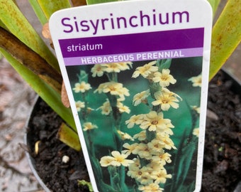 Sisyrinchium striata or Pale Yellow-Eyed Grass Plants (12cm Dia Pots) Free UK Postage