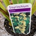 see more listings in the Herbaceous Plants section