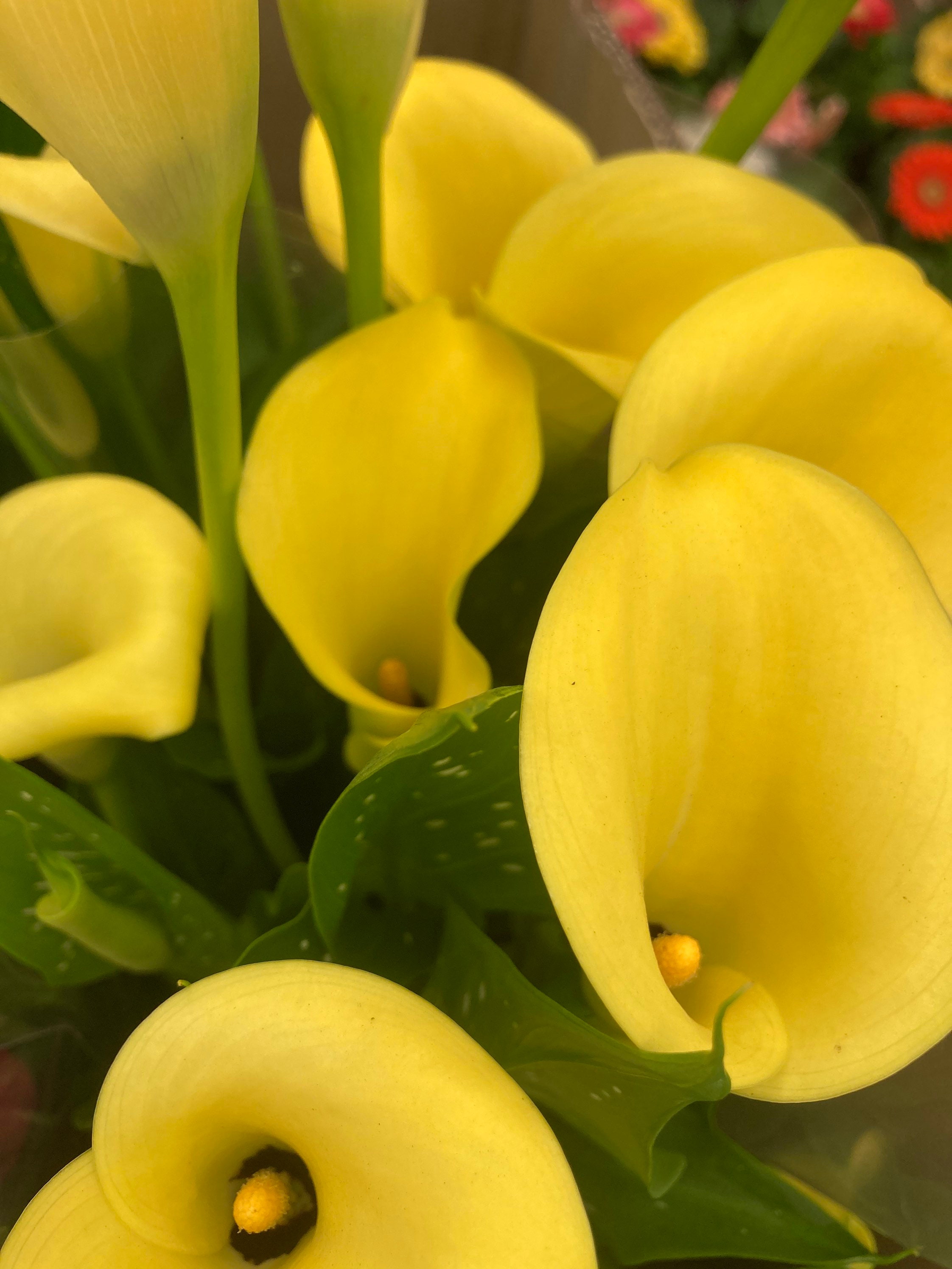 Yellow Calla Lily Corms (zantedeschia) Free UK Postage - Etsy UK