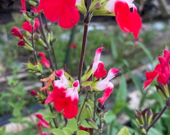 Salvia 'Hotlips' 12cm Dia Pot - Free Postage UK