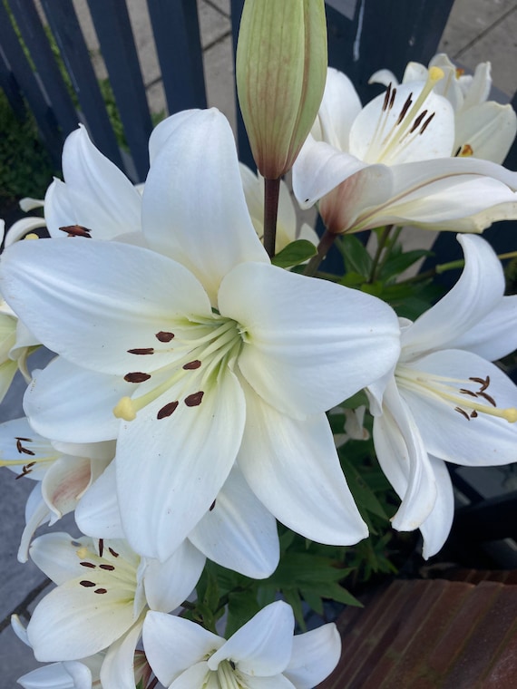 White Lily Bulbs to Plant Yourself free UK Postage Etsy UK