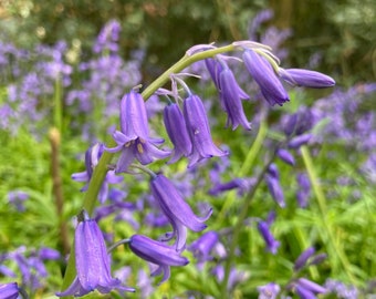 Pot of Five English Bluebell Bulbs (Hyacinthoides non-scripta) Free Postage UK