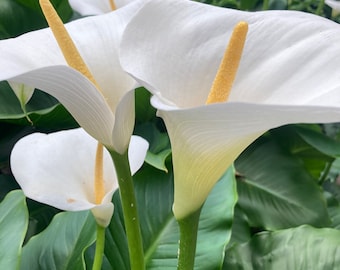 White Calla Lily Corm (zantedeschia Aethiopica) Free UK Postage - Etsy UK