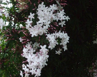 Beautifully Fragrant White Jasmine Plant or Jasminus officinale in 9 cm Dia Pot (Free UK Postage)