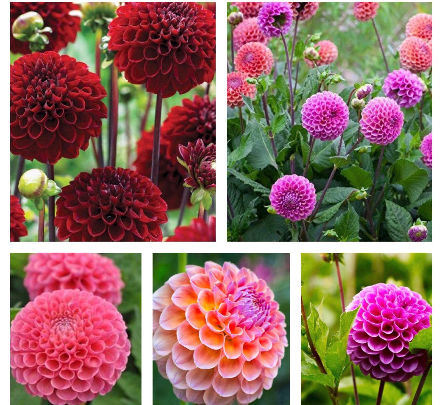 Mixed Pompon Dahlias tubers to Plant Yourself Free UK Etsy UK