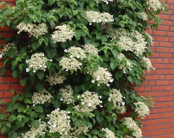 White Flowering Climbing Hydrangea (One Litre Pot Approx 60 cm Tall) Free UK Postage