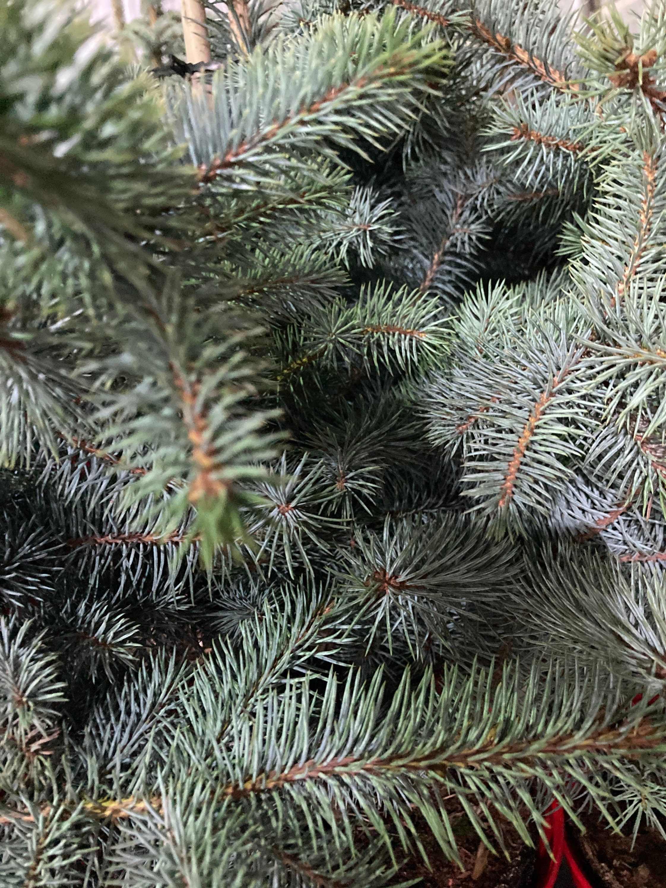 Containerised Blue Spruce christmas Tree Approximately 1 Metre Height ...