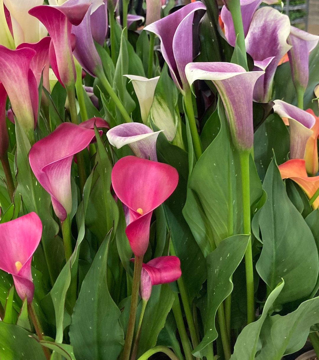 Mixed Calla Lily Corms (free UK Postage) - Etsy UK