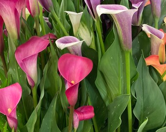 White Calla Lily Corm (zantedeschia Aethiopica) Free UK Postage - Etsy UK