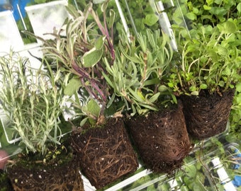 Herb Plants as Plugs (Small Plants) Free UK Postage