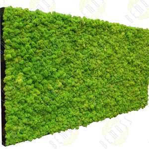 Interior Moss - Reindeer moss