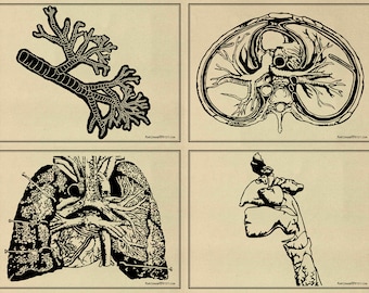 May include: A black and white illustration of the human respiratory system. The image shows the lungs, heart, trachea, and bronchi. The image is divided into four sections, each showing a different view of the respiratory system.