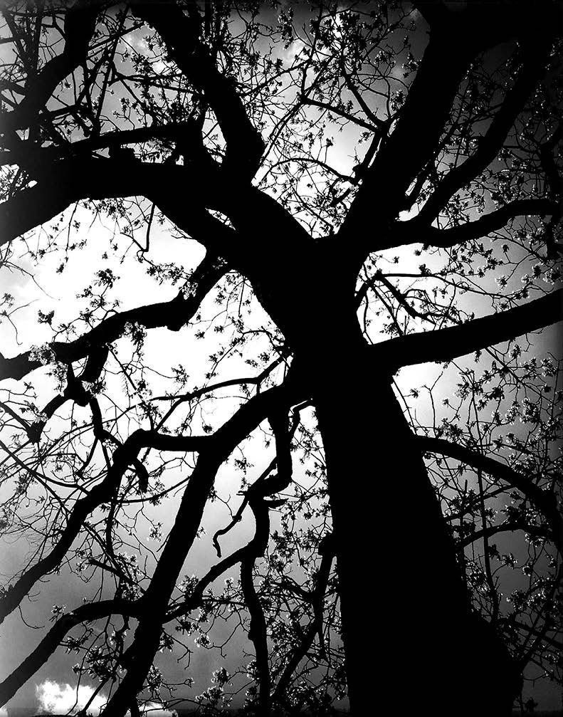 FREE USA SHIPPING! Available in Many Sizes Print or Matted Black and White Photo-Sunlight through the Forest Trees Photograph
