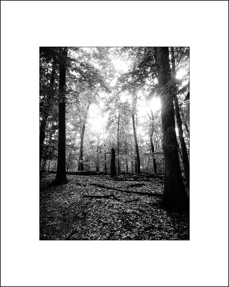 FREE USA SHIPPING! Available in Many Sizes Print or Matted Black and White Photo-Sunlight through the Forest Trees Photograph