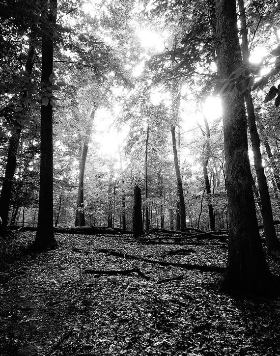FREE USA SHIPPING! Available in Many Sizes Print or Matted Black and White Photo-Sunlight through the Forest Trees Photograph