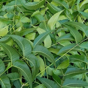 1 Oz  Organically Grown  Fresh Neem Leaves
