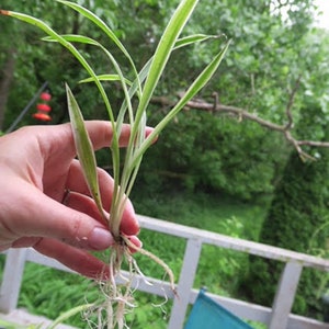 Variegated Baby Spider Plants