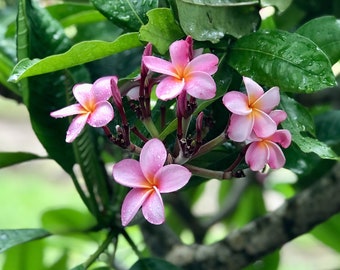 Impresión fotográfica de flores de Barbados: Plumeria rosa, arte mural caribeño (descarga digital)