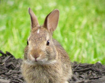 Baby Bunny with Cutest White Marking- 01