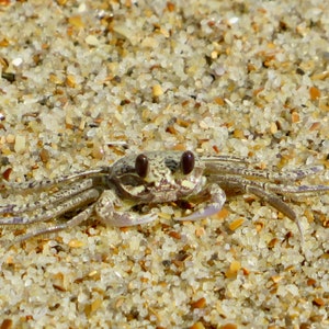 Hatteras Island Juvenile Ghost Crab 01