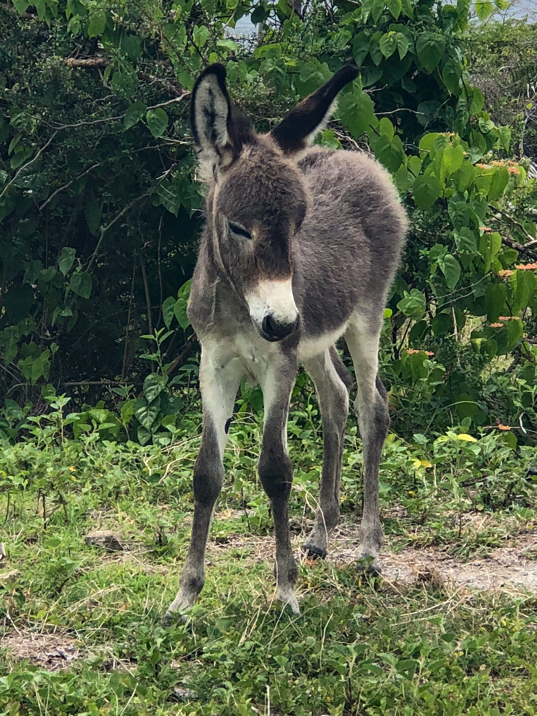 Donkey 06