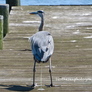 Blue Heron Bathroom Business  01 ...Havre de Grace, MD