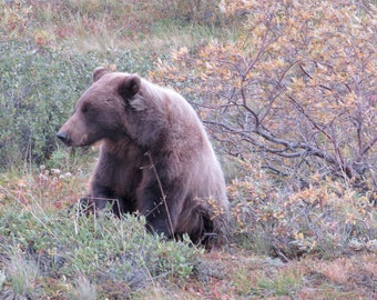 Bold and Beautiful Grizzly Bear  02