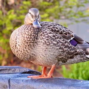 Female Mallard with greenery background- 01