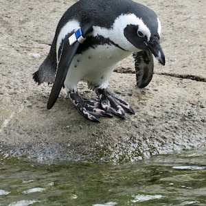 African Penguin Ready to Dive  01