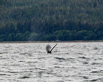 Humpback Fluke Sideways  01