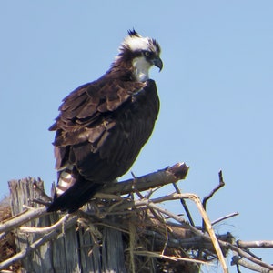 Cape Charles Osprey Surveying  01