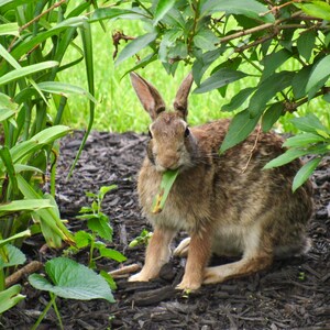 Hungriest Bunny Ever 01