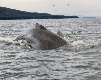 Humpback Whale Mama & Calf   01