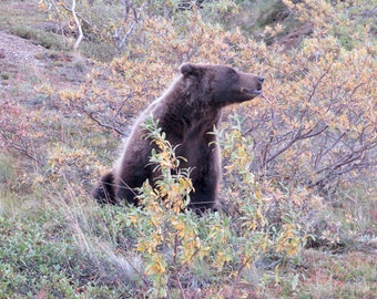 Alaskan Grizzly Bear Looking to the Right   01