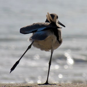 Willet Stretch 01