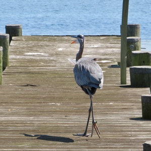 Blue Heron Squawking 01 ...Havre de Grace, MD