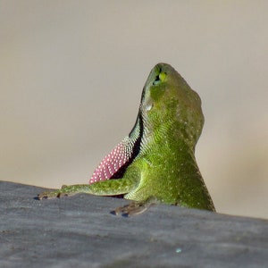 Amazing Anole 01