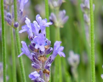 Lavendar Beauty 01