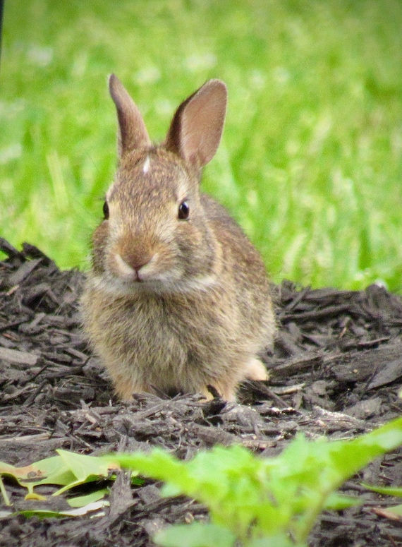 Baby Bunny With Cutest White Marking- 01