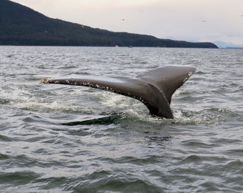 Humpback Whale Fluke   01