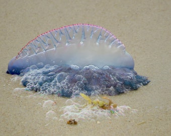 Portuguese Man O’ War 01