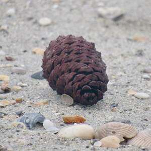 May include: A brown pine cone on a sandy beach with seashells scattered around it.