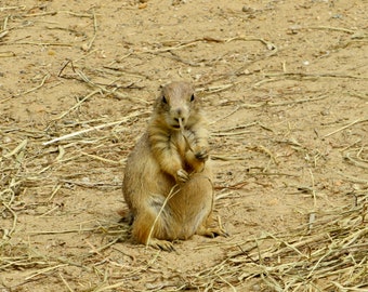 Prairie Dog at Work 01