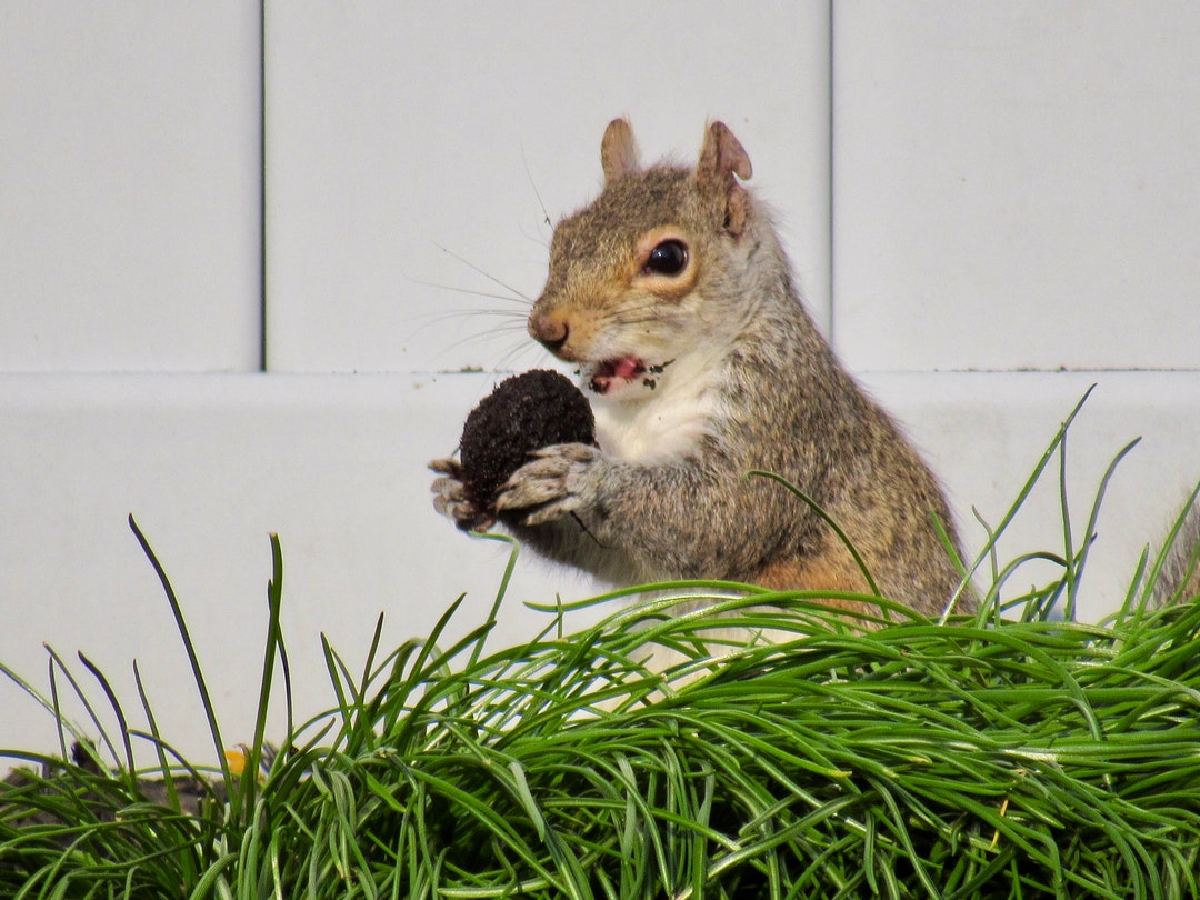 Dirty Squirrel - 01 - Etsy