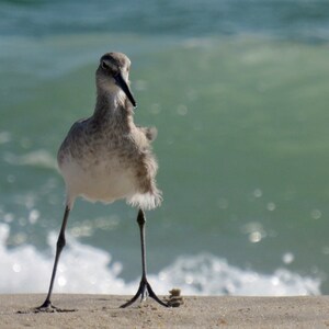 Willet by the Waves 01