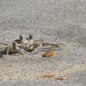 Hatteras Island  Ghost Crab 04